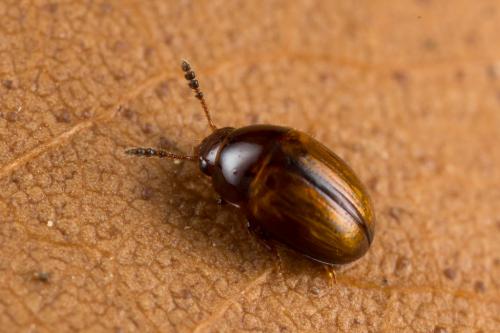 Réf. 244 568 : Leiodes sp.